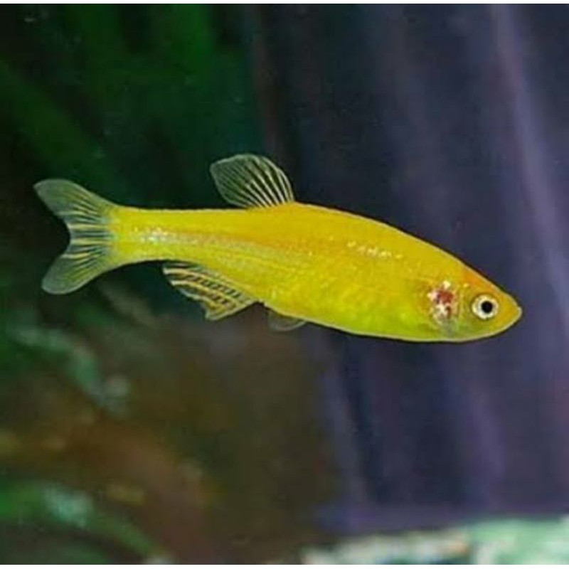 

ikan yellow danio
