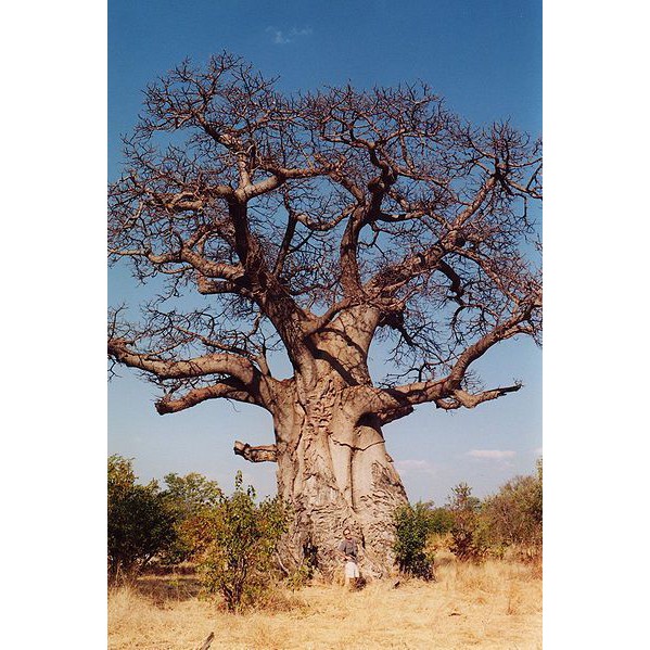 Benih Bibit Biji - Adansonia Baobab Digitata Pohon Asli Madagaskar Afrika Tree Seeds - IMPORT