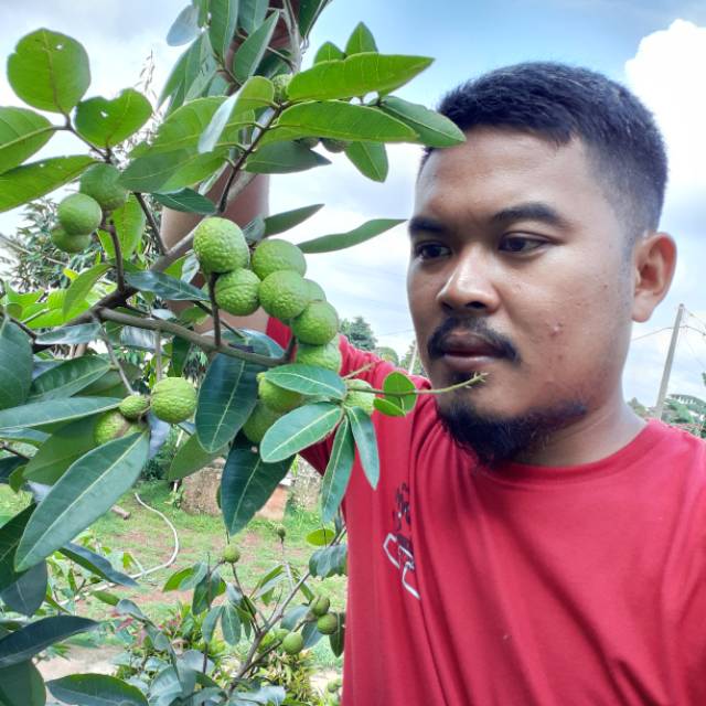 Bibit pohon kelengkeng matalada