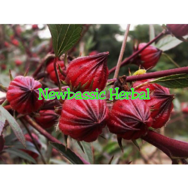 

buah bunga rosella merah alami herbal 250g