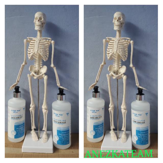 KERANGKA MANUSIA MINI/KERANGKA MINI 45cm