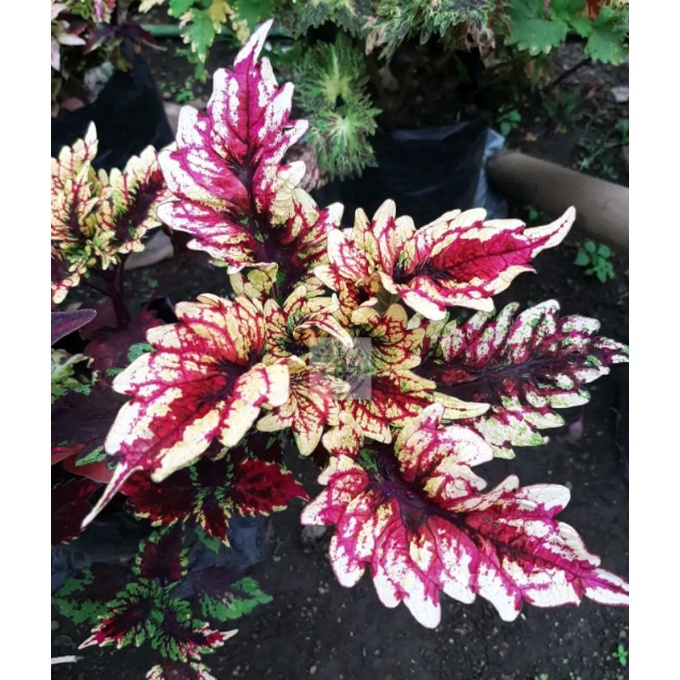 Miana Premium Cendrawasih