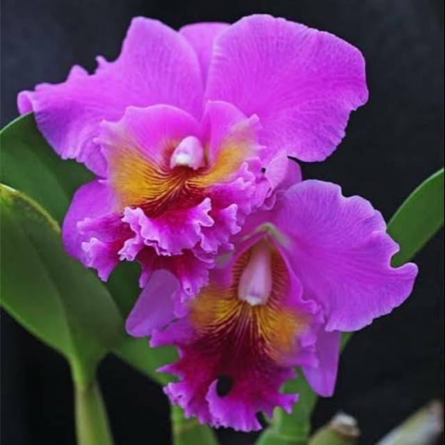 Anggrek Catleya Pink Dewasa