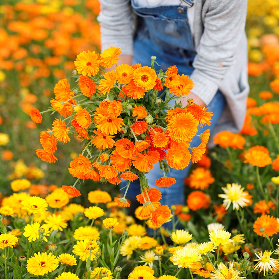 Benih Bibit Biji - Bunga Calendula Fiesta Gitana Mix Flower Seeds - IMPORT