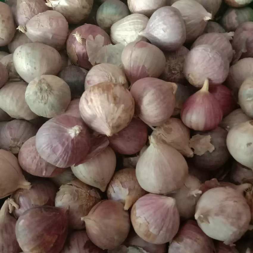 

Bawang Tunggal/Bawang Lanang Kemasan 100gram