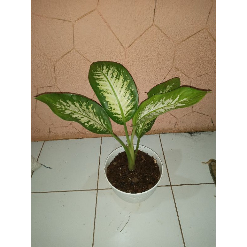 Tanaman hias sri rejeki blanceng + POT -tanaman hias diven