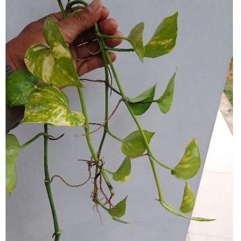 Stek Batang Sirih Gading hijau Kuning/tanaman hias Bibit Stek batang sirih gading hijau kuning perba