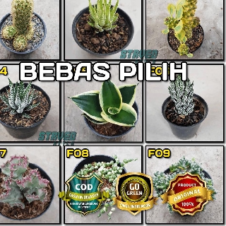 Oke Price KAKTUS HIAS F BUNGA CACTUS SUCCULENT SEKULEN 