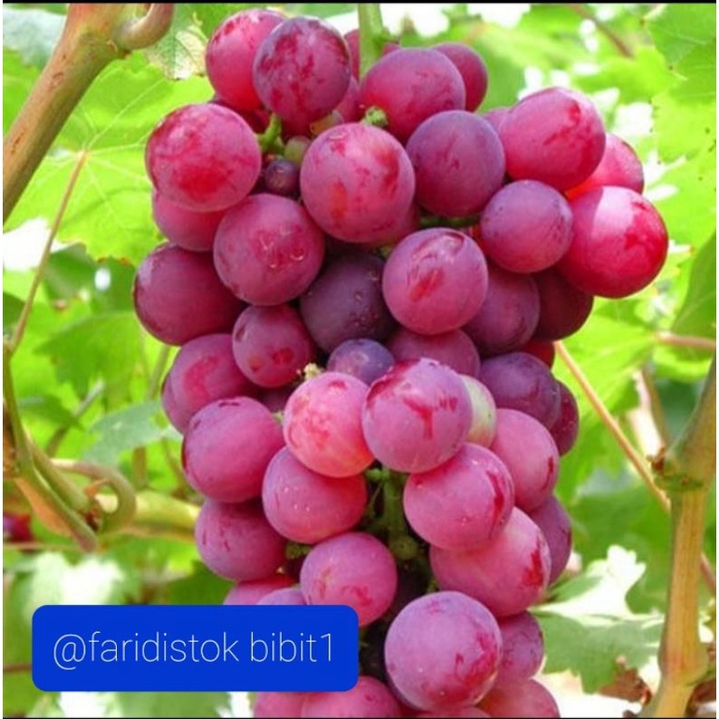 10 bij benih anggur  merah-0