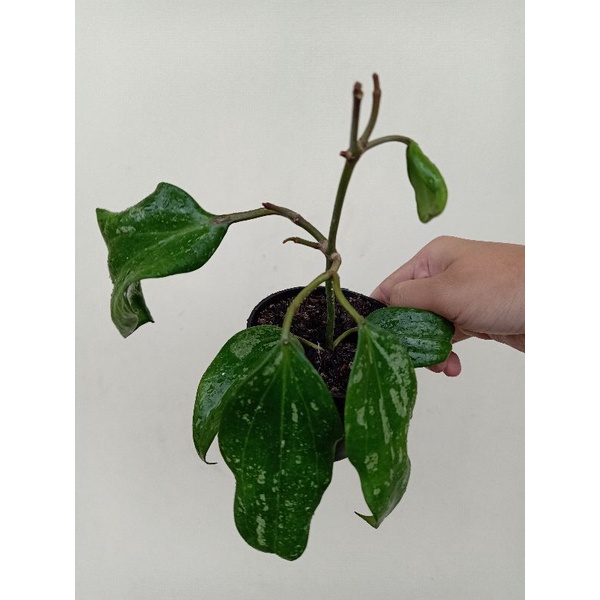tanaman hoya macrophylla splash jumbo besar rimbun