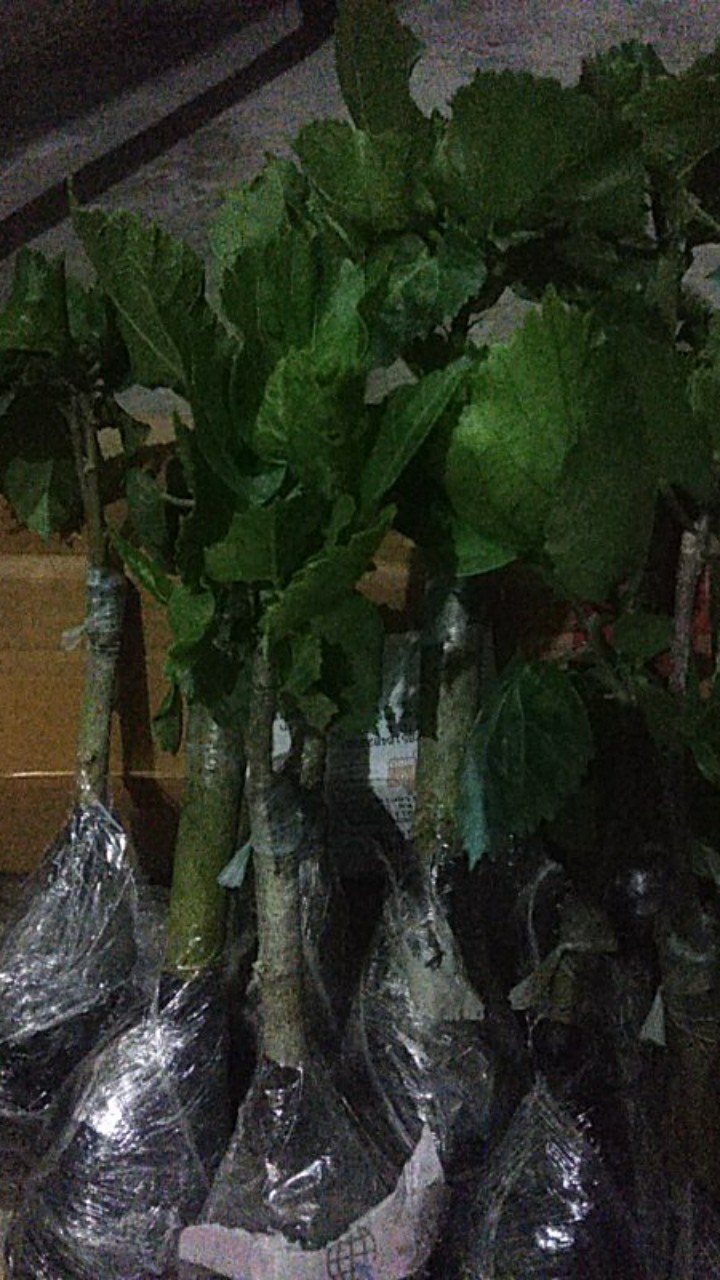 Paket Hemat Hibiscus 10pcs
