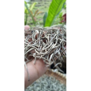 

white tea