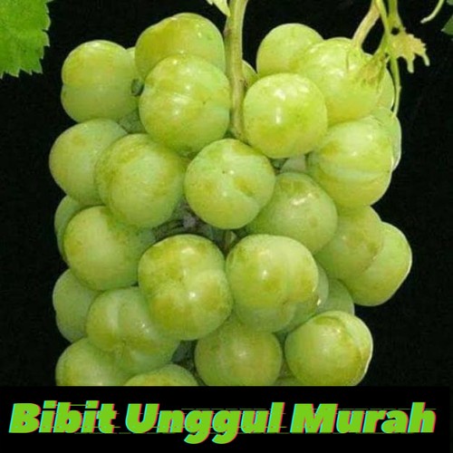Bibit Anggur Import Seto Giant Grafting