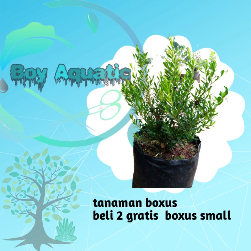 tanaman boxus besar