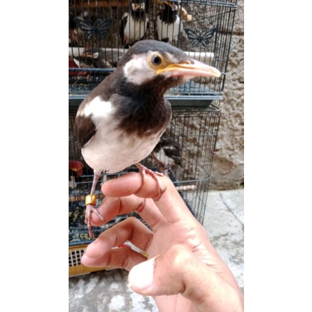 burung jalak anak lolohan