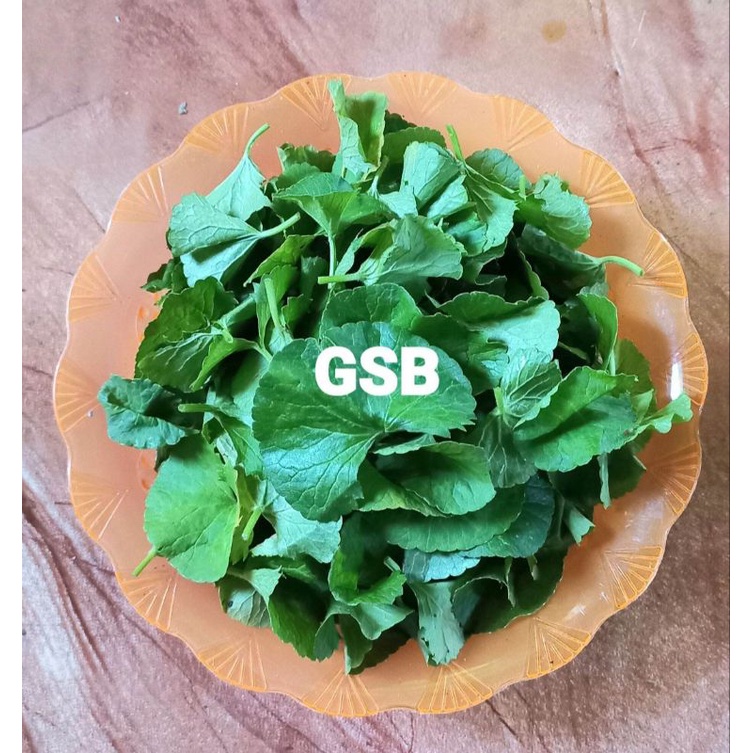 

Daun pegagan segar / daun tapak kuda segar murni daun 200 gram