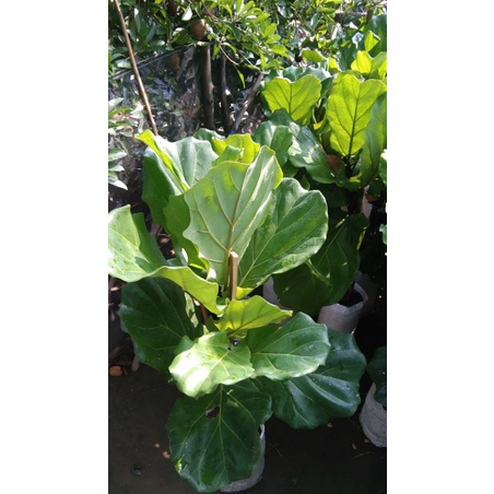 bibit Ketapang biola besar terlaris