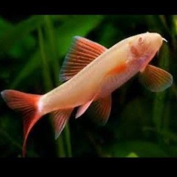 IKAN HIAS RED ALBINO SHARK ALGAE EATER AQUASCAPE AQUARIUM CUPANG GUPPY