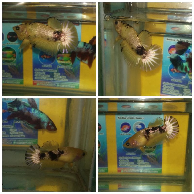 CUPANG YELLOW FANCY COPPER