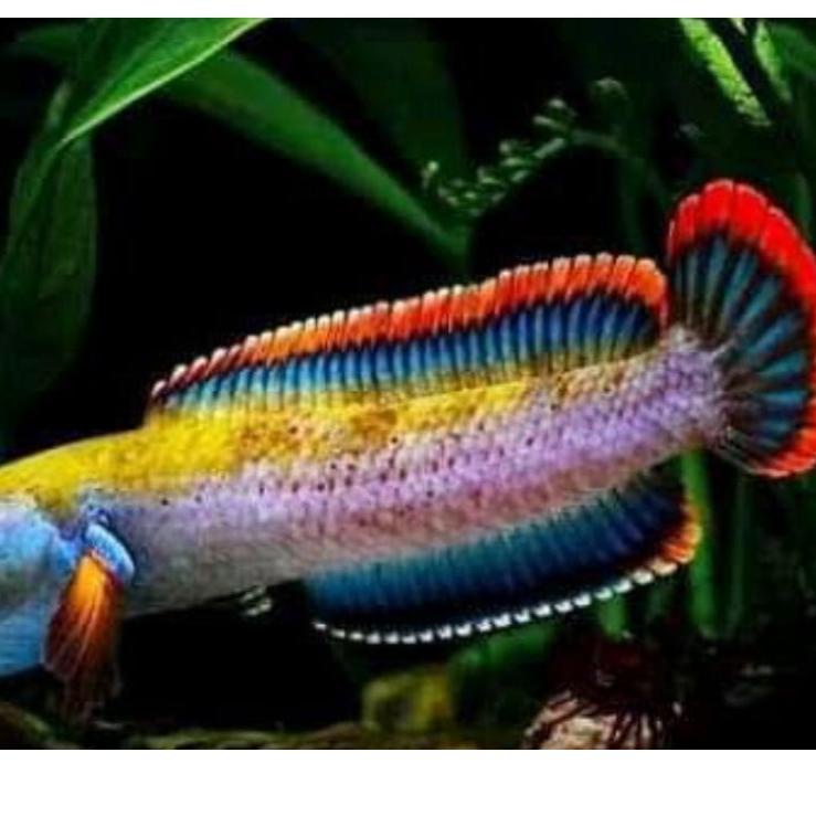 Terbaik.. cana limbata kualitas premium (sudah galak)