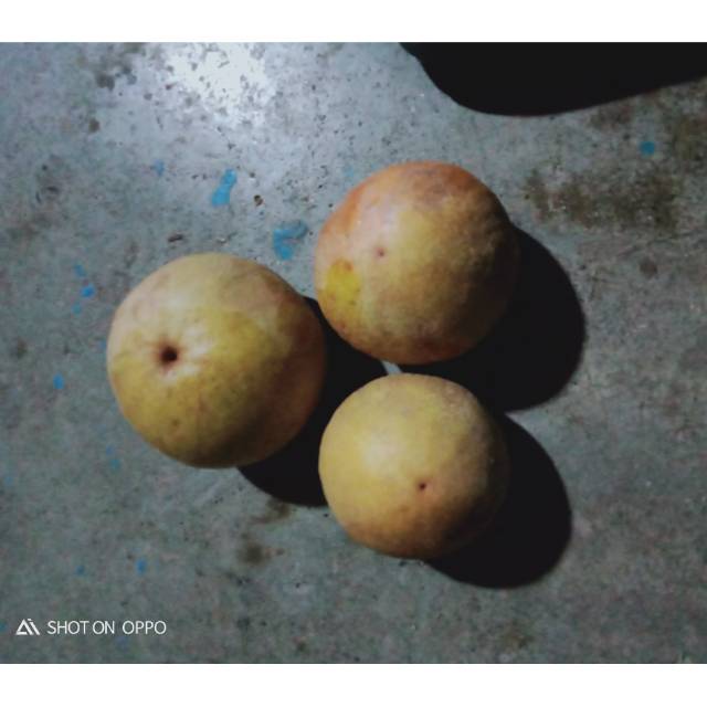 

Sawo bulat berbentuk apel