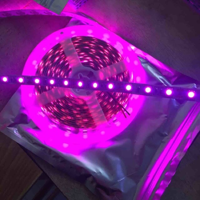 Seinz Led Strip 3528 IP33 indoor 2835 ungu / pink