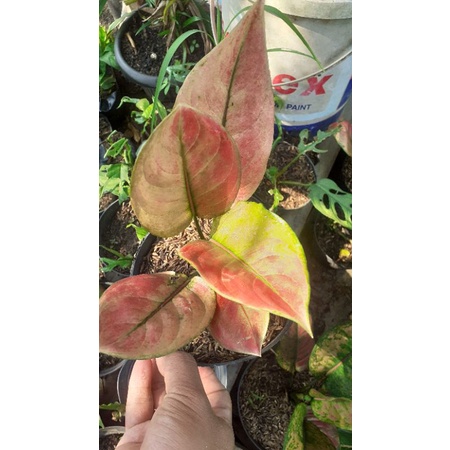 aglonema AYUNINDI remaja