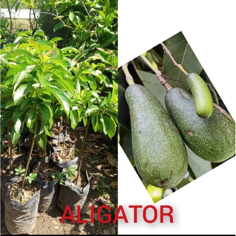 

bibit alpukat aligator