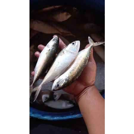 

ikan kembung fres