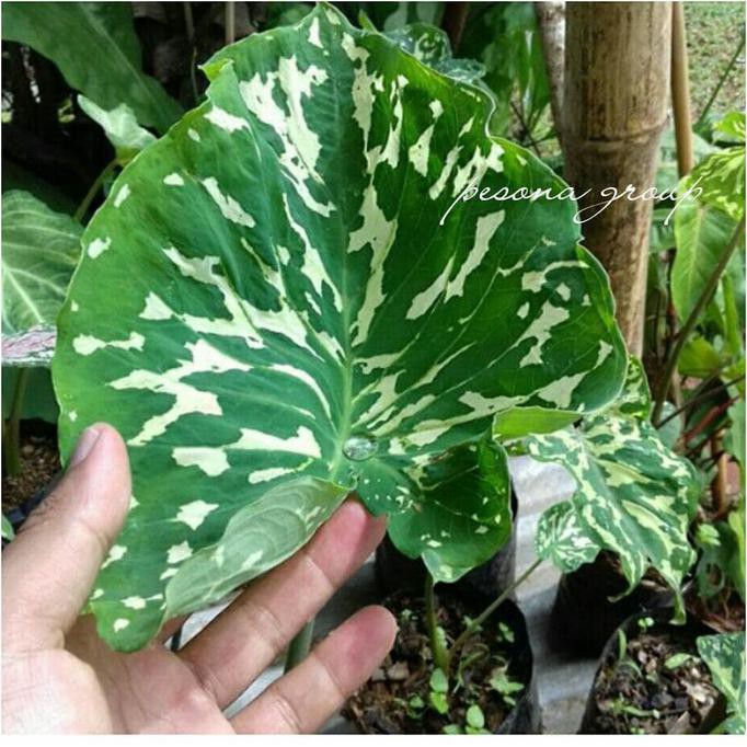 New Keladi Army Keladi Hias Kaladium Caladium Tanaman Hias Alocasia Shopee Indonesia