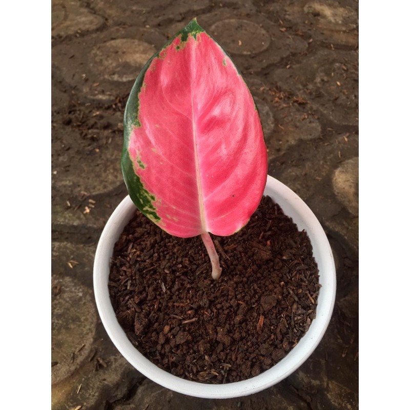 Promo Aglonema red kochin, tembaga, paramuay murahh