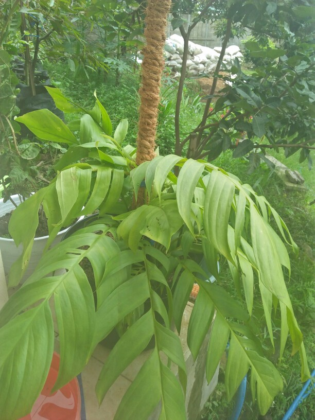 Tanaman Hias Indoor Mostera Epipremnum Pinatum/ekor Naga