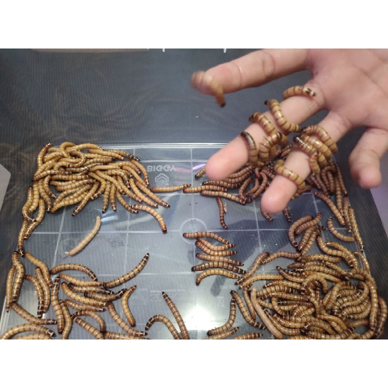 Ulat Jerman Hidup Cimahi UJ fresh Bandung pakan Burung Kicau/Sugarglider/ikan hias Arowana di  Arqui