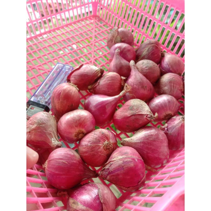 

bawang merah