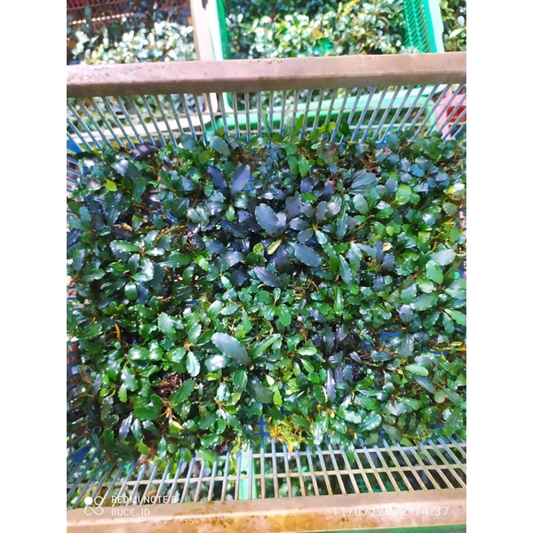 paket buce mini setengah keranjang (aksesoris aquarium)