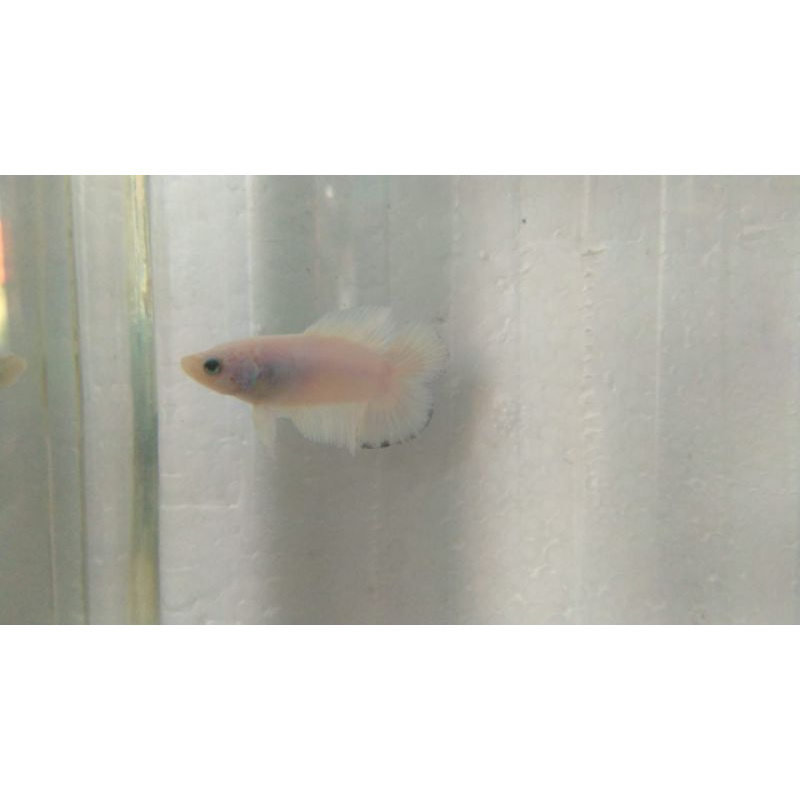 Blue rim Double tail