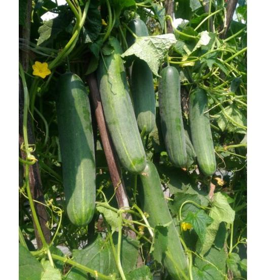 [PRODUK G8GP8] Benih Bovita F1 Mentimun Hibrida Tahan Virus 20 Gram Bonus Kaos | Bibit Timun X Seed 