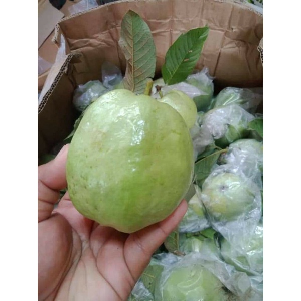 BUAH JAMBU KRISTAL MANIS 1KG