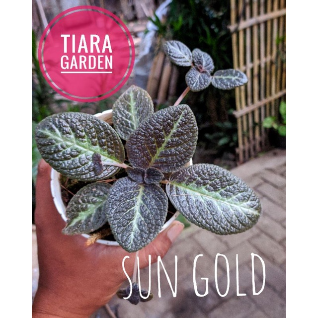 Episcia Sun gold (Bunga Kuning)