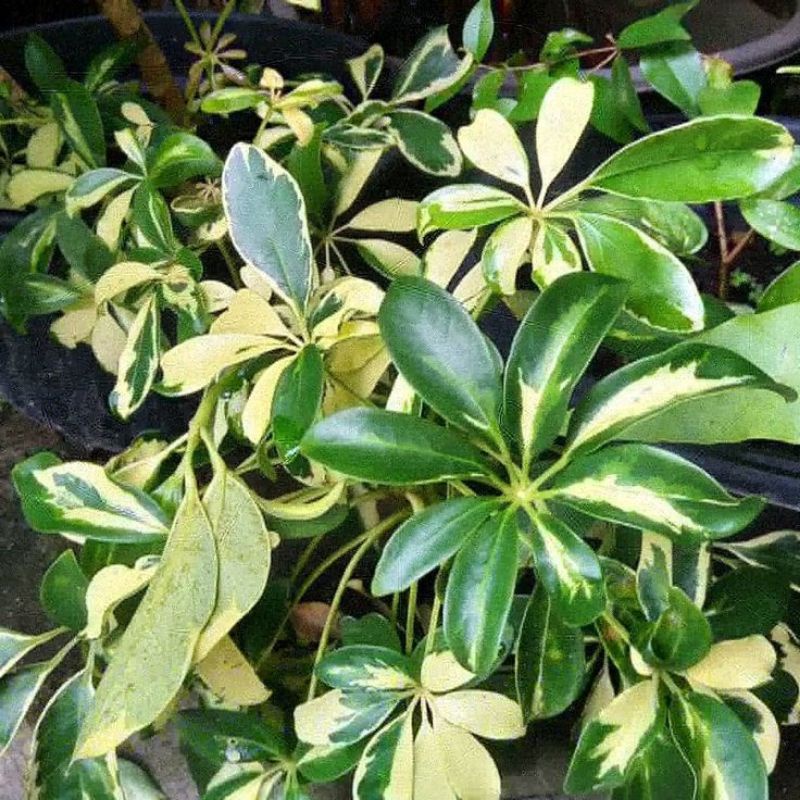 Tanaman Hias Walisongo Varigata Tinggi Rimbun