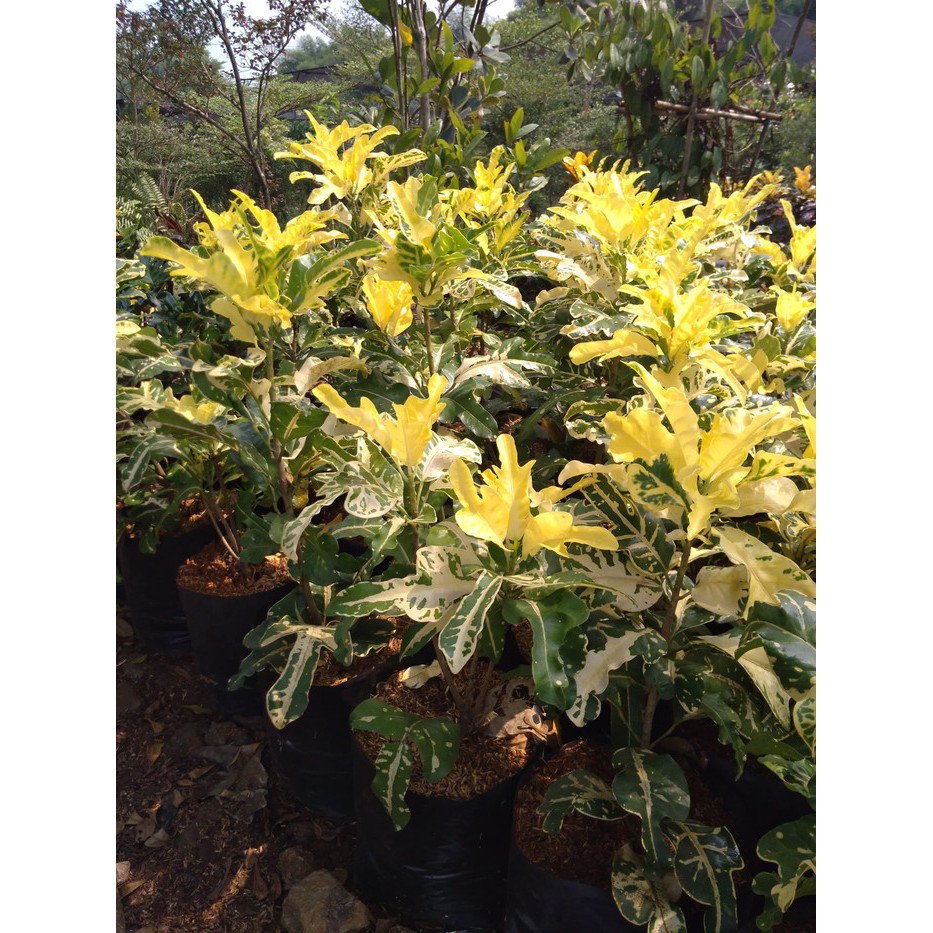 Puring terang bulan | tanaman hias puring | pohon puring terang bulan