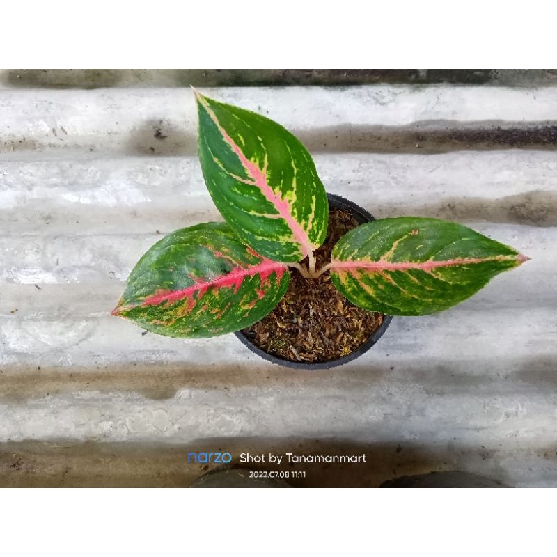 bibit Aglonema big papa baby