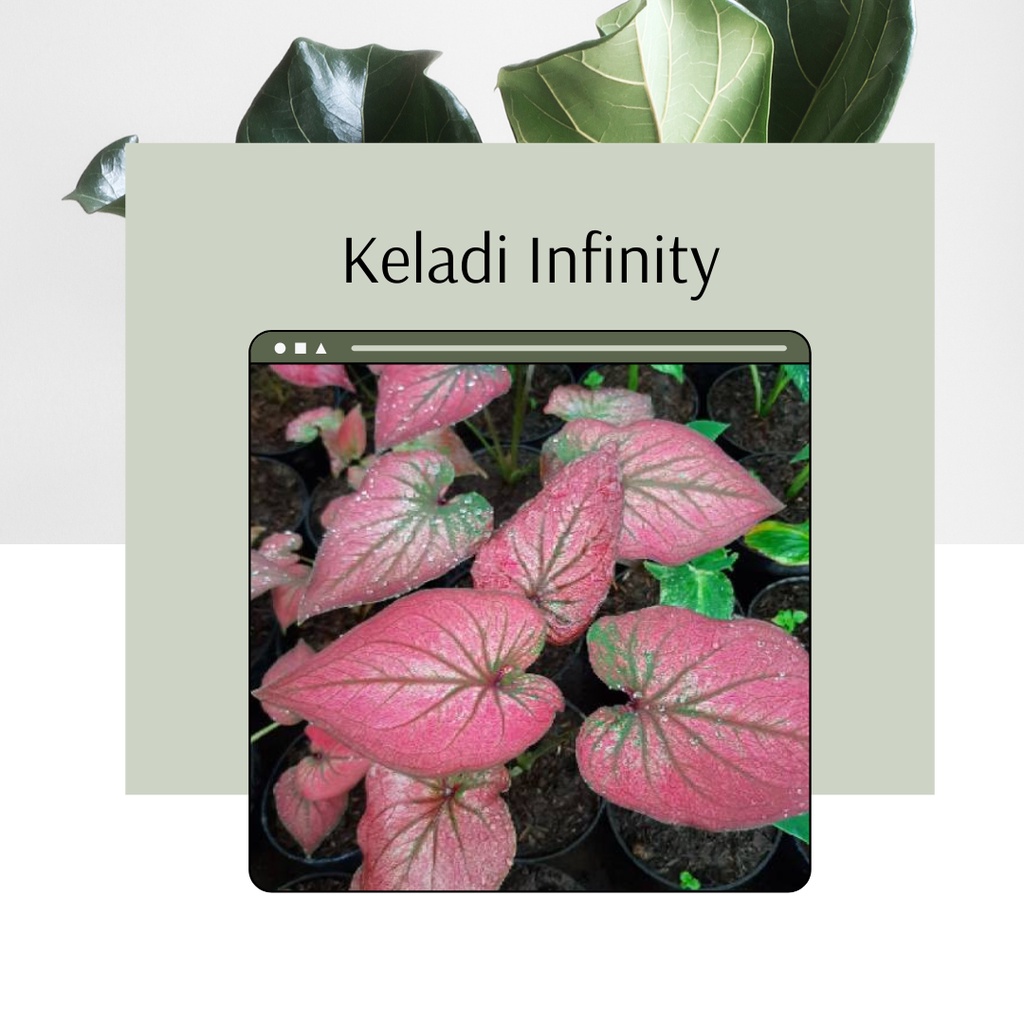 Tanaman Hias Caladium  Keladi Infinity Bibit Bunga Keladi Infinity