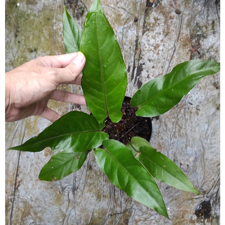 Tanaman Hias Anthurium Black Beauty - Antorium Black Beauty / Tanaman Anthurium Black beauty / Bibit