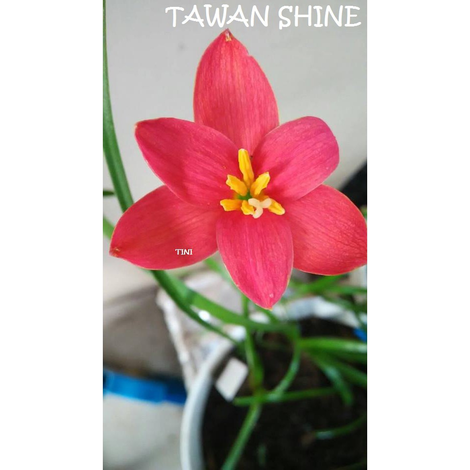 ZEPHYRANTHES TAWAN SHINE