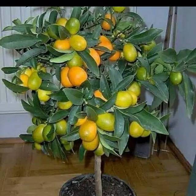 Bibit jeruk nagami berbuah super