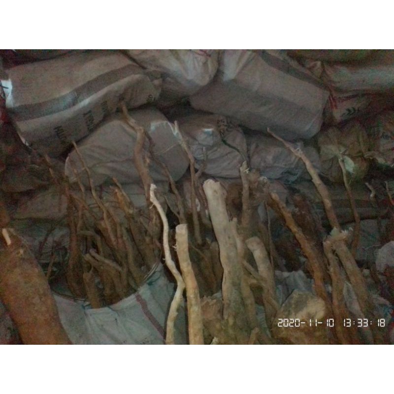 pasak bumi putih sehat laki top cer tahan lama di jamin jos super