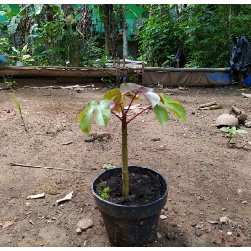 bibit tanaman jarak kepyar - jarak merah