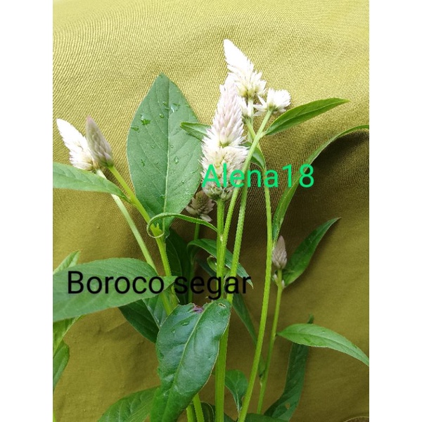 

1/2 kg Boroco tumbuhan segar