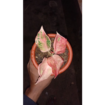 aglonema bidadari mutasi anakan